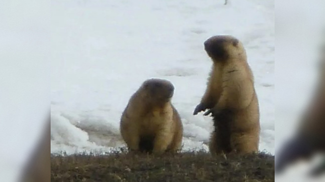 Фото: Виктор Зарицкий, предоставлено пресс-службой минэкологии Челябинской области