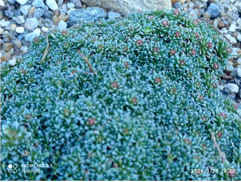 к. прфирион 'Пич Мелба!