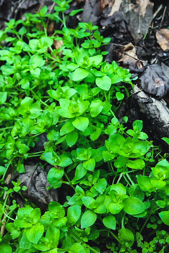  Звездчатка средняя