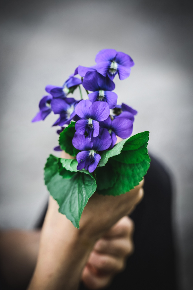 Фиалка садовая