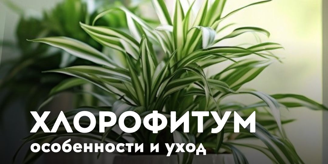 Хлорофитум: уход, особенности и распространённые ошибки