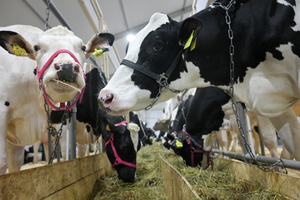 Михаил Хазин увидел политический подтекст в изъятии скота в Новосибирской области