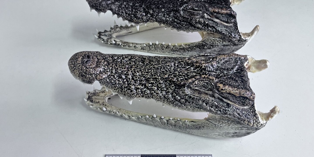 В новосибирском аэропорту у туриста изъяли головы крокодила