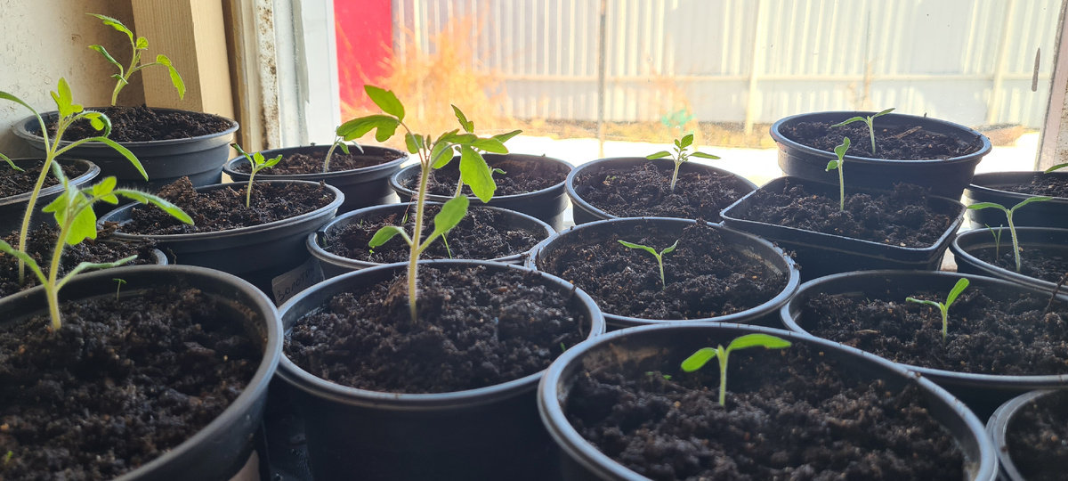 Мои томаты на 23 марта 