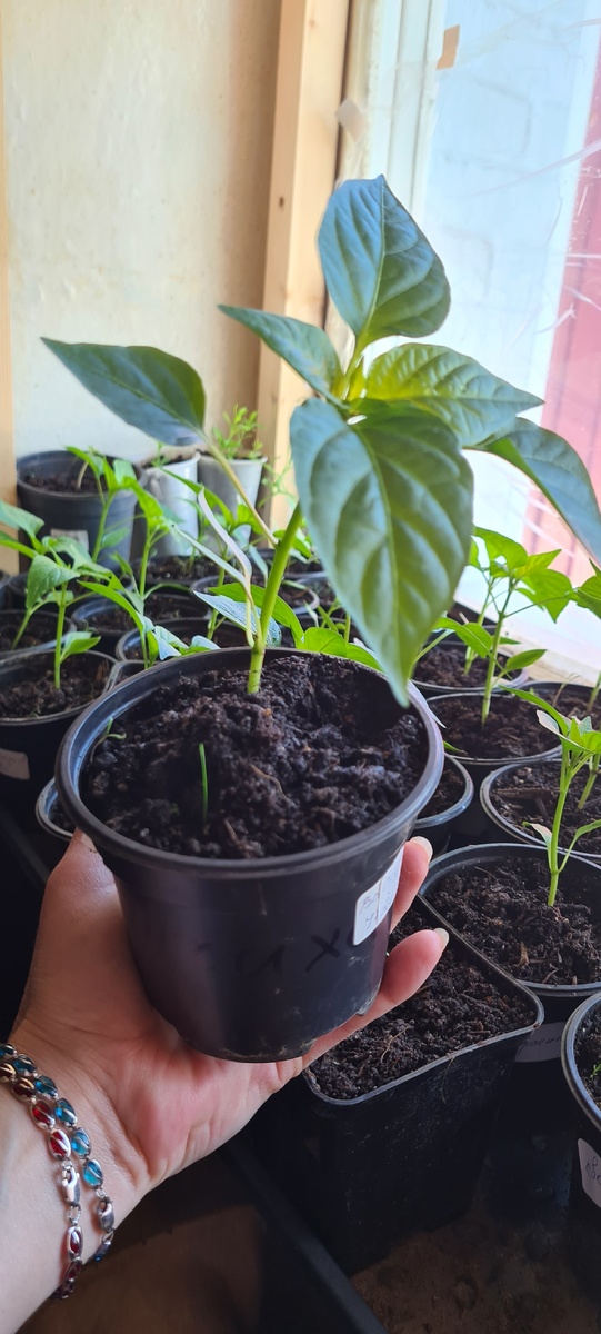 Февральские посевы перца.