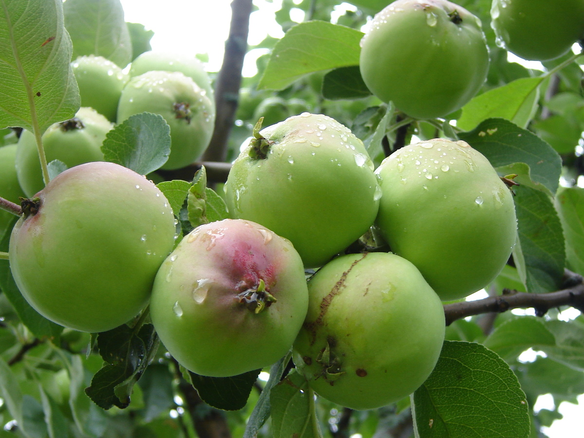 Фото мое, носит иллюстративный характер