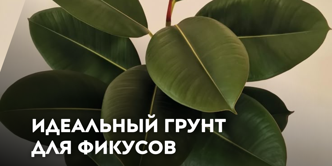 Идеальный грунт для фикусов: общие правила и особенности для разных видов