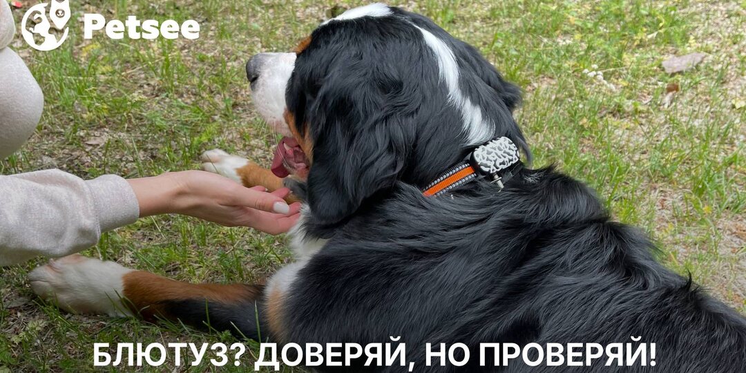 Он работал пока питомец был рядом. Почему Bluetooth-трекер — опасная иллюзия