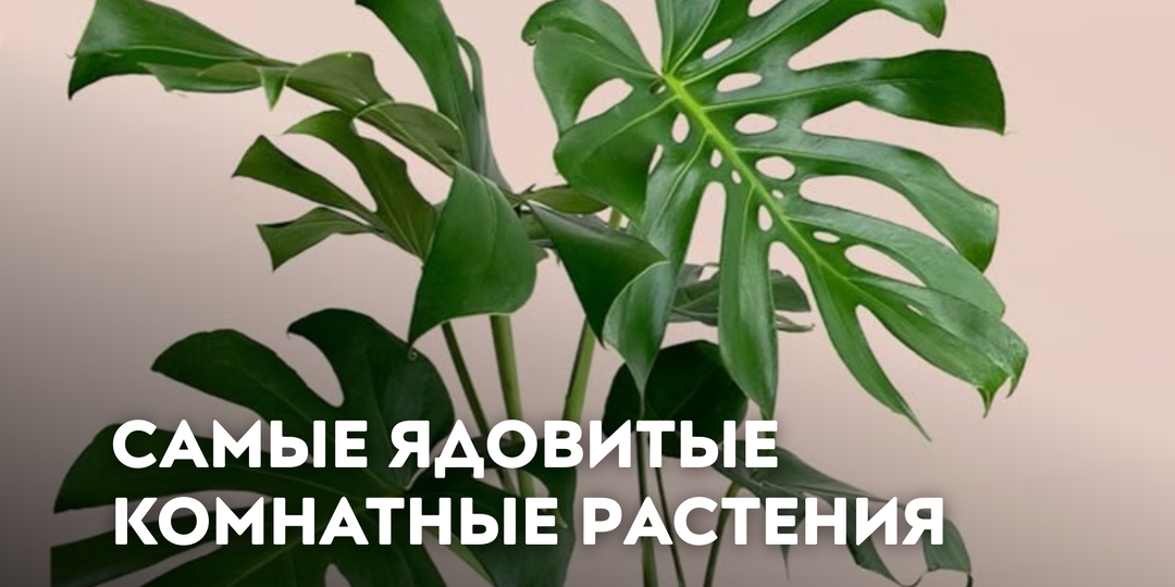 Самые ядовитые комнатные растения и их опасность