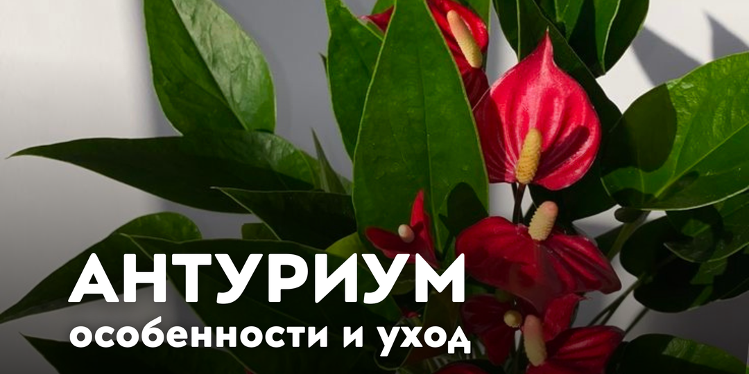 Антуриум: уход, особенности и распространённые ошибки
