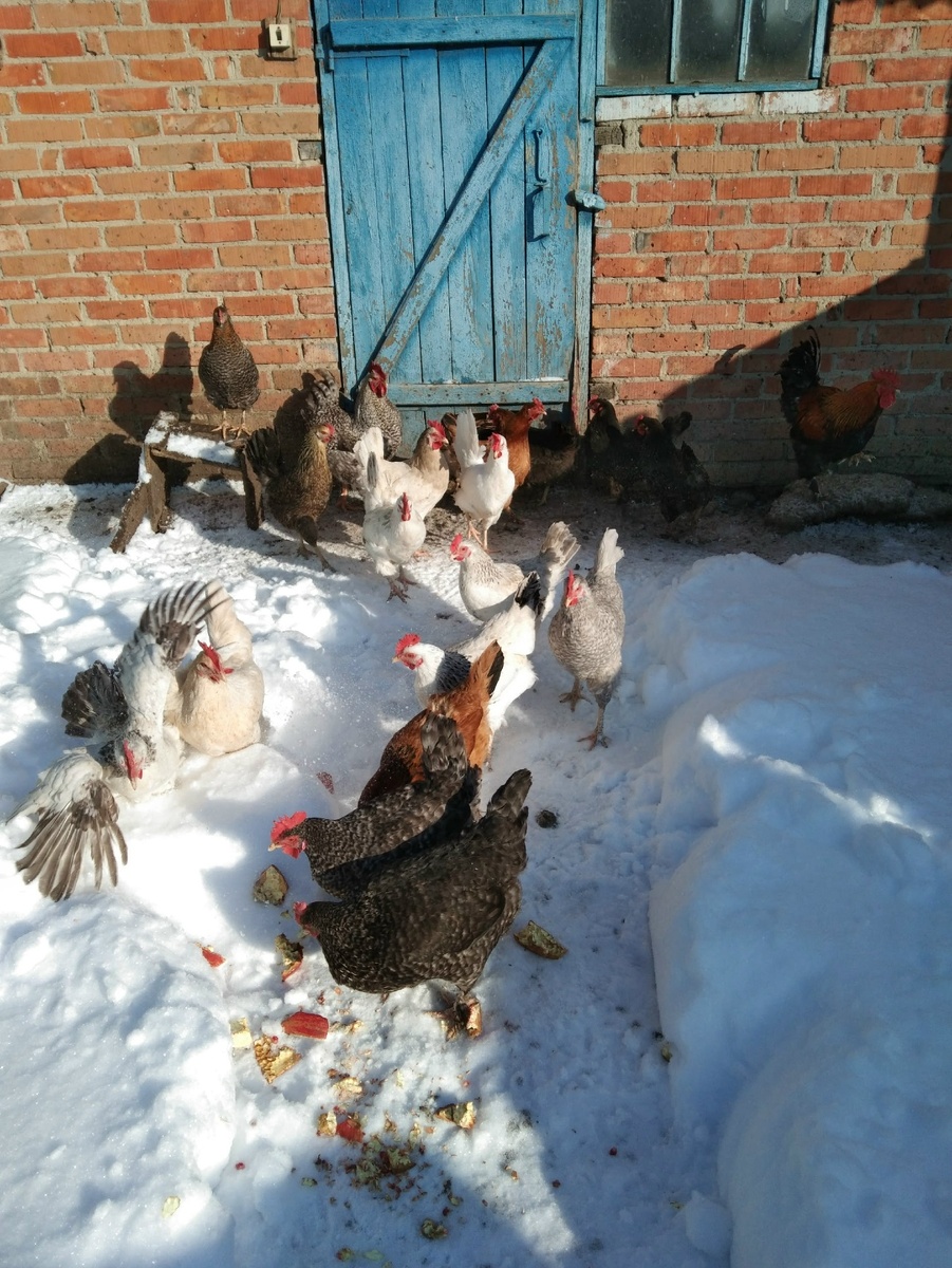 Даже девочек пришлось откапывать, чтобы на прогулку могли выйти из домика.