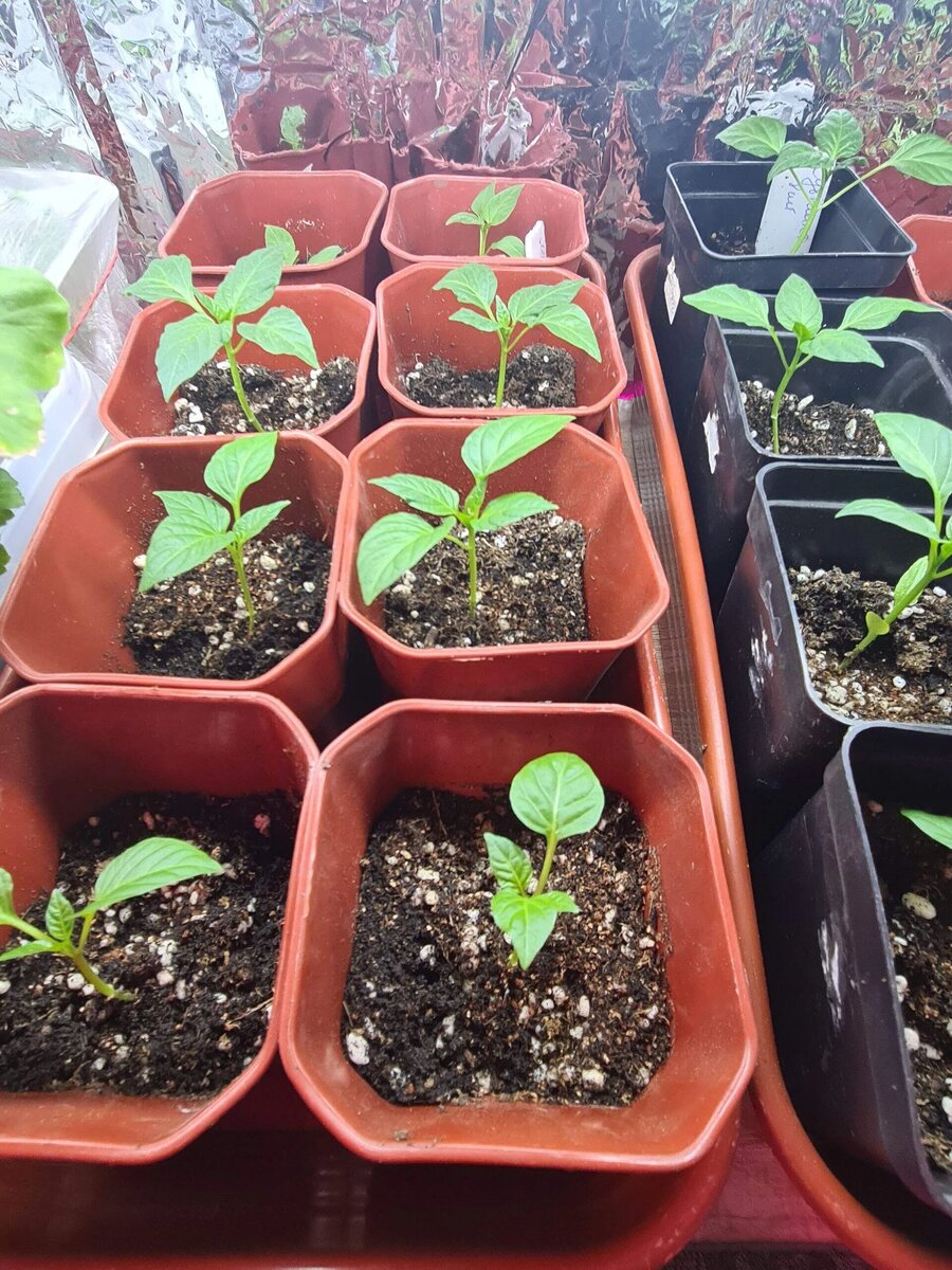 Через недельку обязательно подсыплю грунта в стаканчики и сделаю первую подкормку монофосфатом калия для наращивания корней.