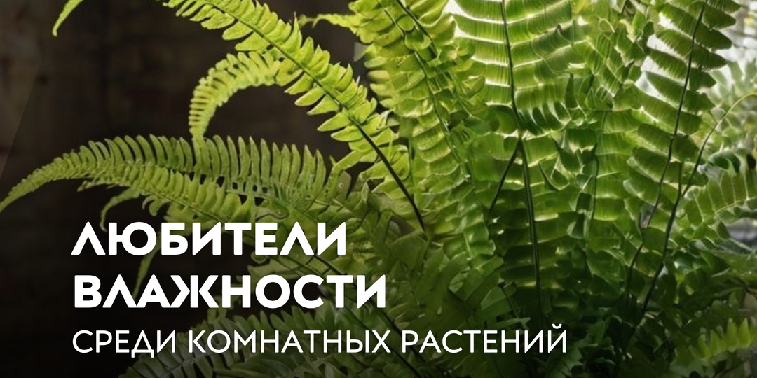 Любители влажности среди комнатных растений: какие выбрать и как ухаживать