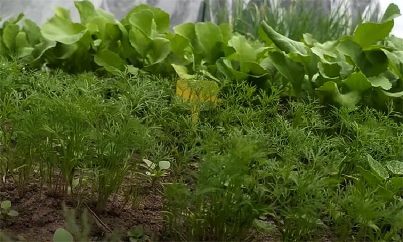 Удобрение, которое пробуждает землю: секрет здоровой почвы и мощного роста томатов, малины и прочих культур