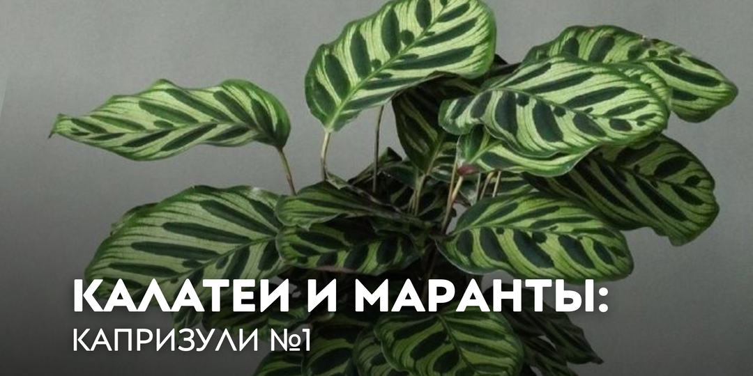 Калатеи и маранты: «капризули» №1