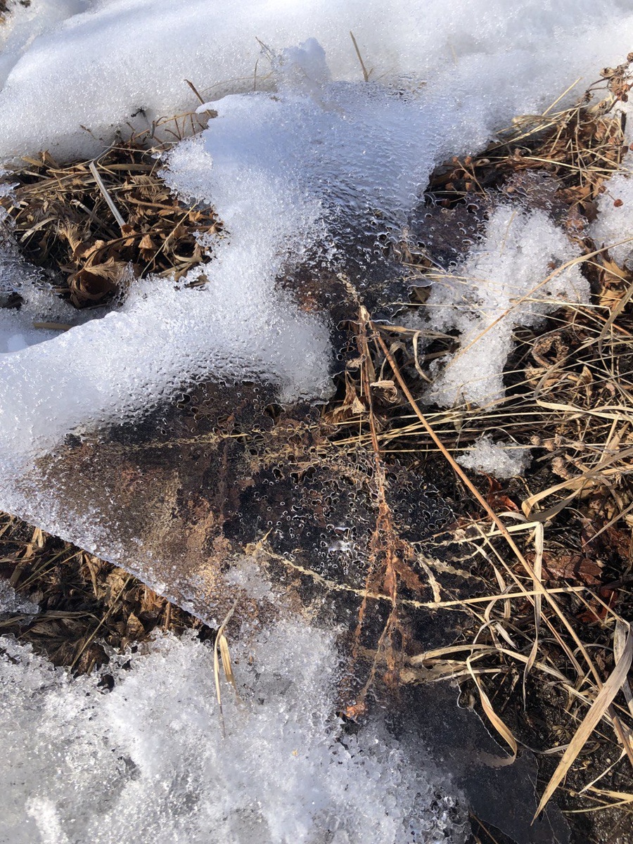 Лесные проталины