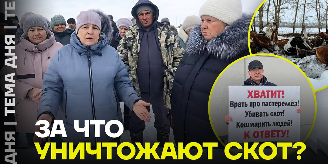Не пастереллёз, а картель? Почему фермеры Сибири уверены, что массовый забой скота выгоден крупным агрохолдингам