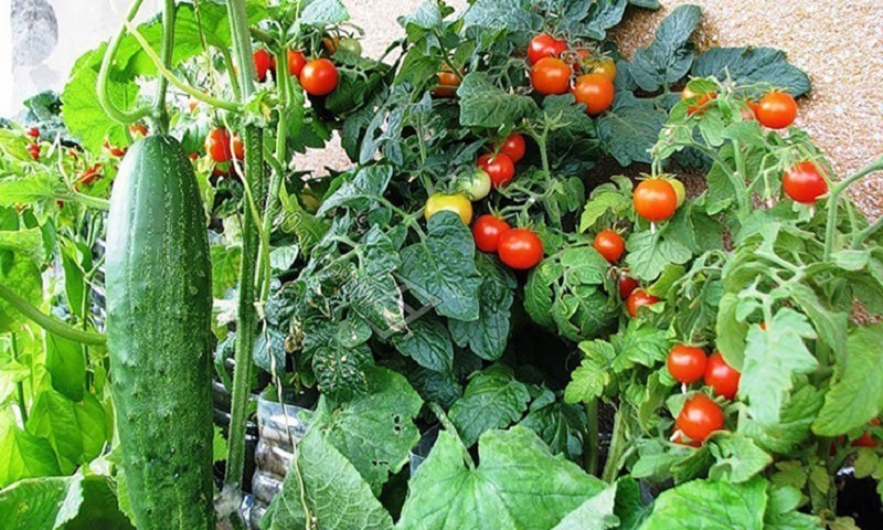 Деревенский секрет для мощного роста: как обычный древесный уголь меняет судьбу помидоров и огурцов