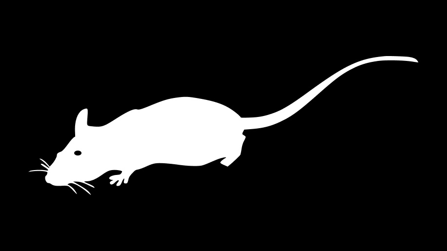 Маленькая крыса. Источник Яндекс.Картинки
