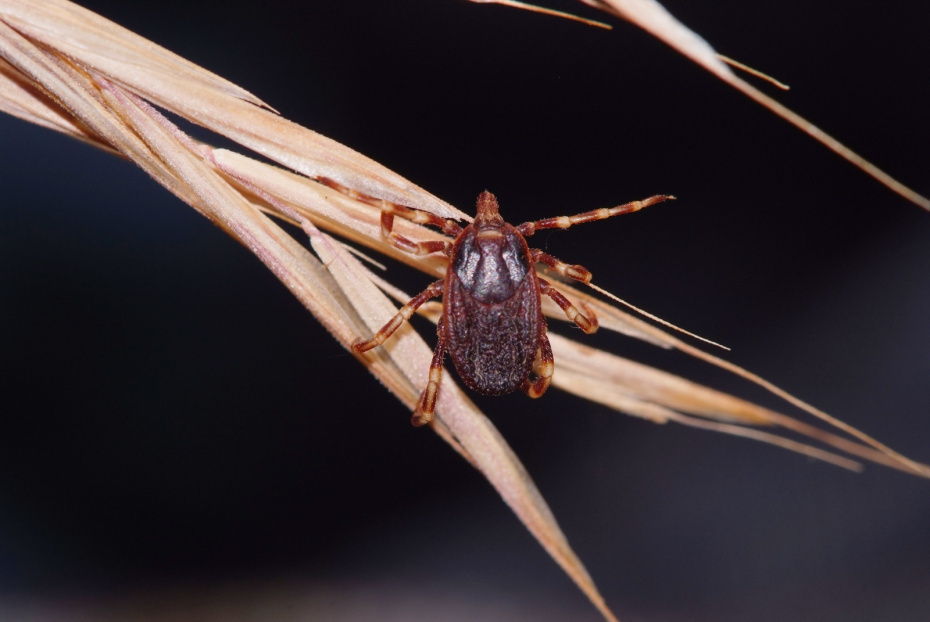    Shutterstock/FOTODOM