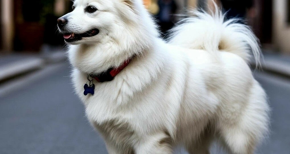 Вольпино итальяно: искрящийся комочек счастья из Италии