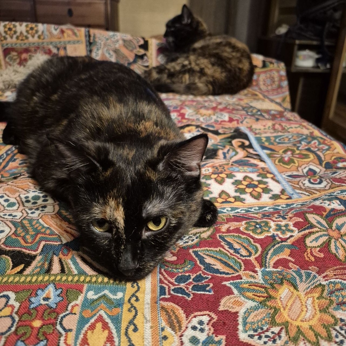 Ничего они не понимают в кошках