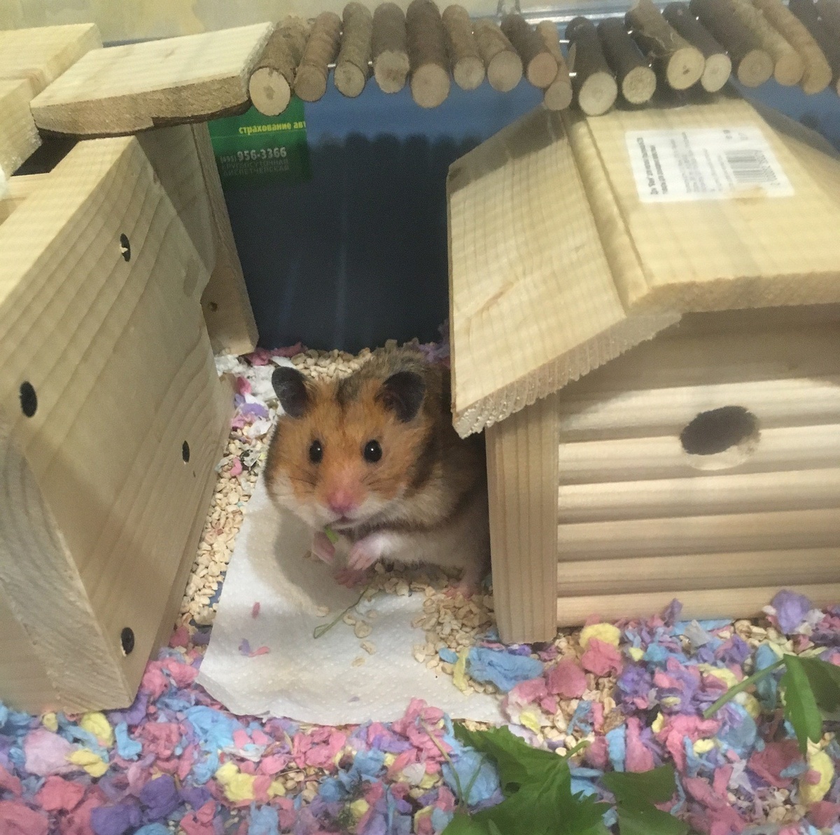 Домик должен быть изготовлен из безопасных материалов и подходить по размерам хомячку