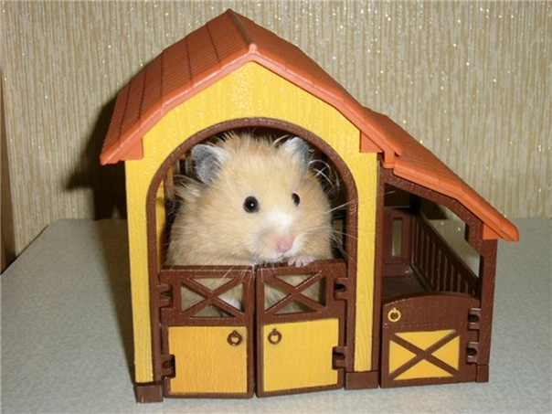 Не используйте в качестве жилища для хомячка кукольные домики