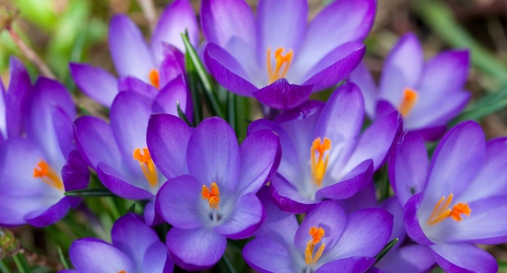 Какие весеннецветущие многолетники посадить в саду