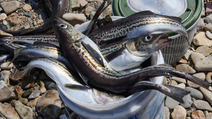    Фото: © РИА Новости/Виталий Аньков; 5-tv.ru