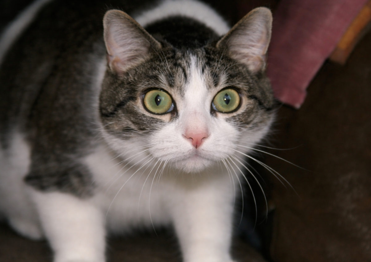 Герой истории