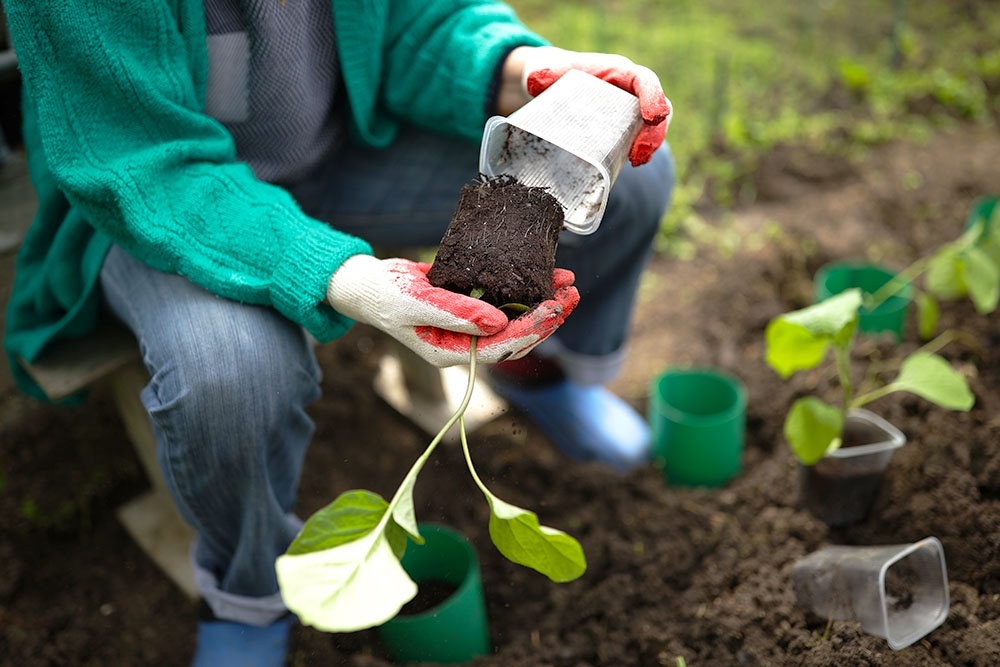    Высадка рассады в теплицу - ответственный этап. Главное правило: почва должна прогреться. / Виталий Тимкив/ РИА Новости