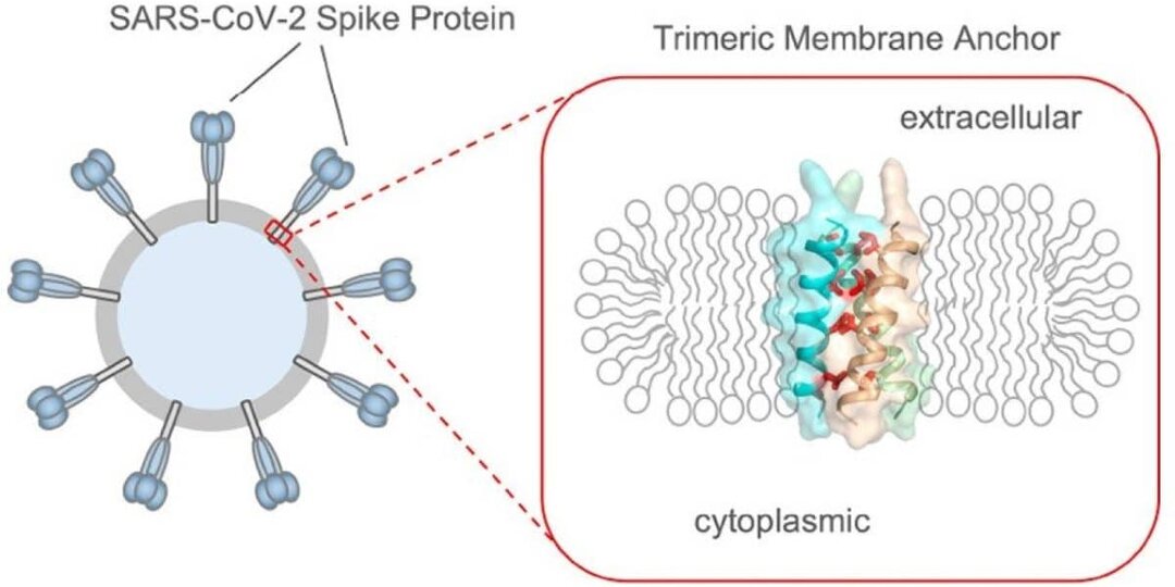 Исследователи предложили метод быстрого получения белка, играющего важную роль в механизме заражения клетки коронавирусом