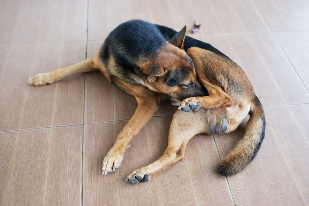 Собака себя вылизывает 