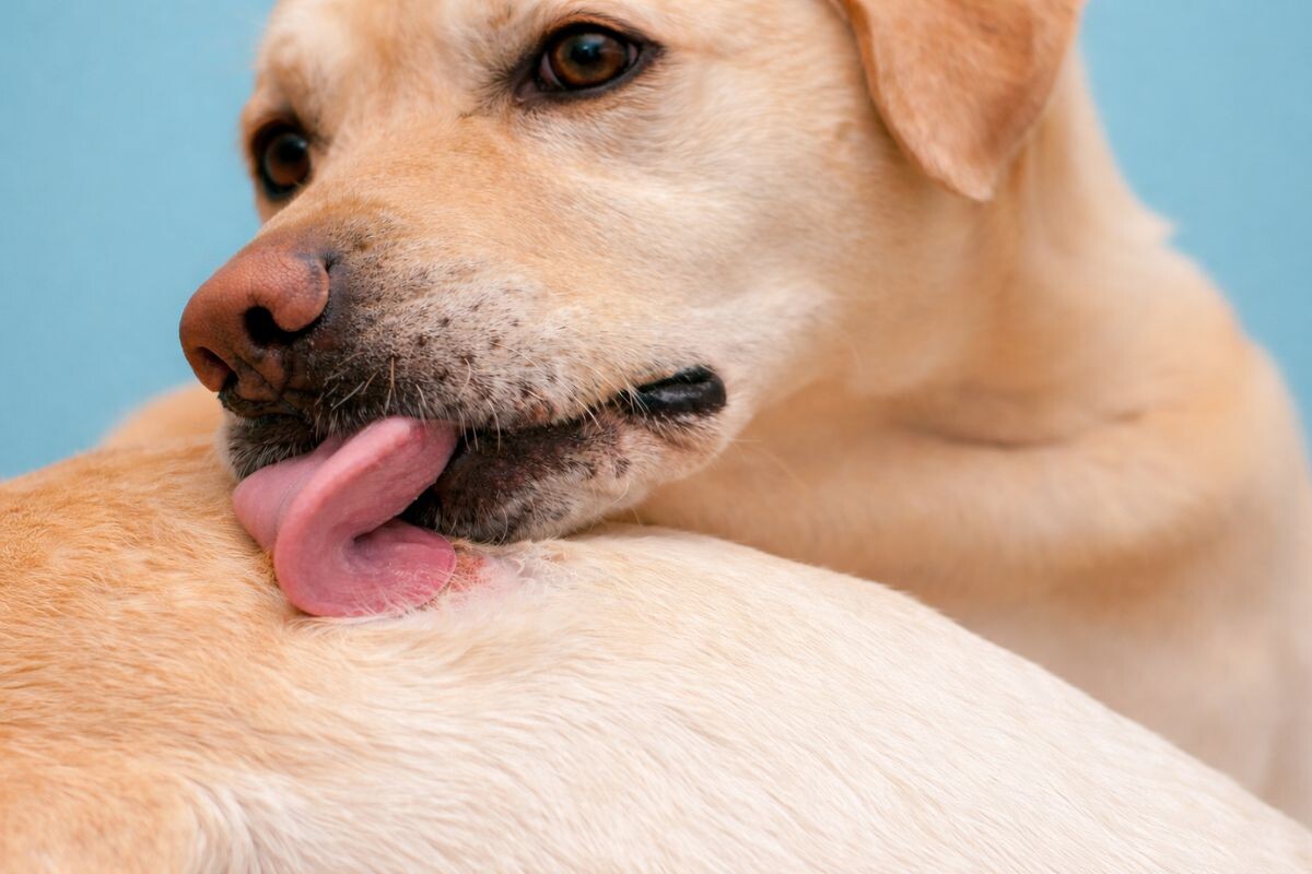 Почему собака часто себя вылизывает 