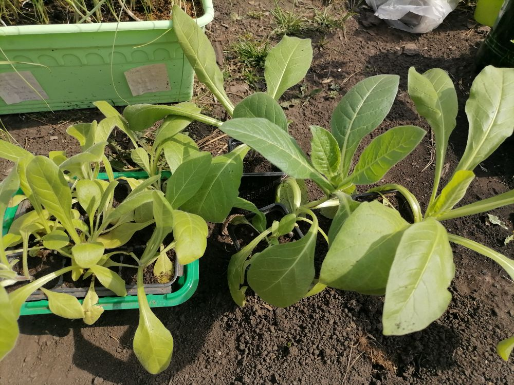 Рассада душистого табака объемная, вылазит за пределы горшков, фото автора