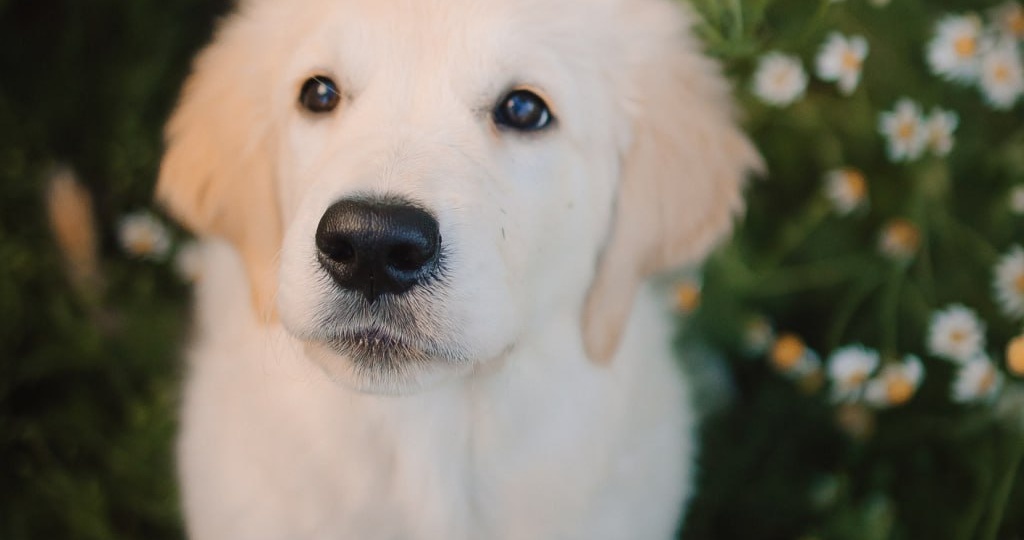 23 марта - Всемирный день щенка