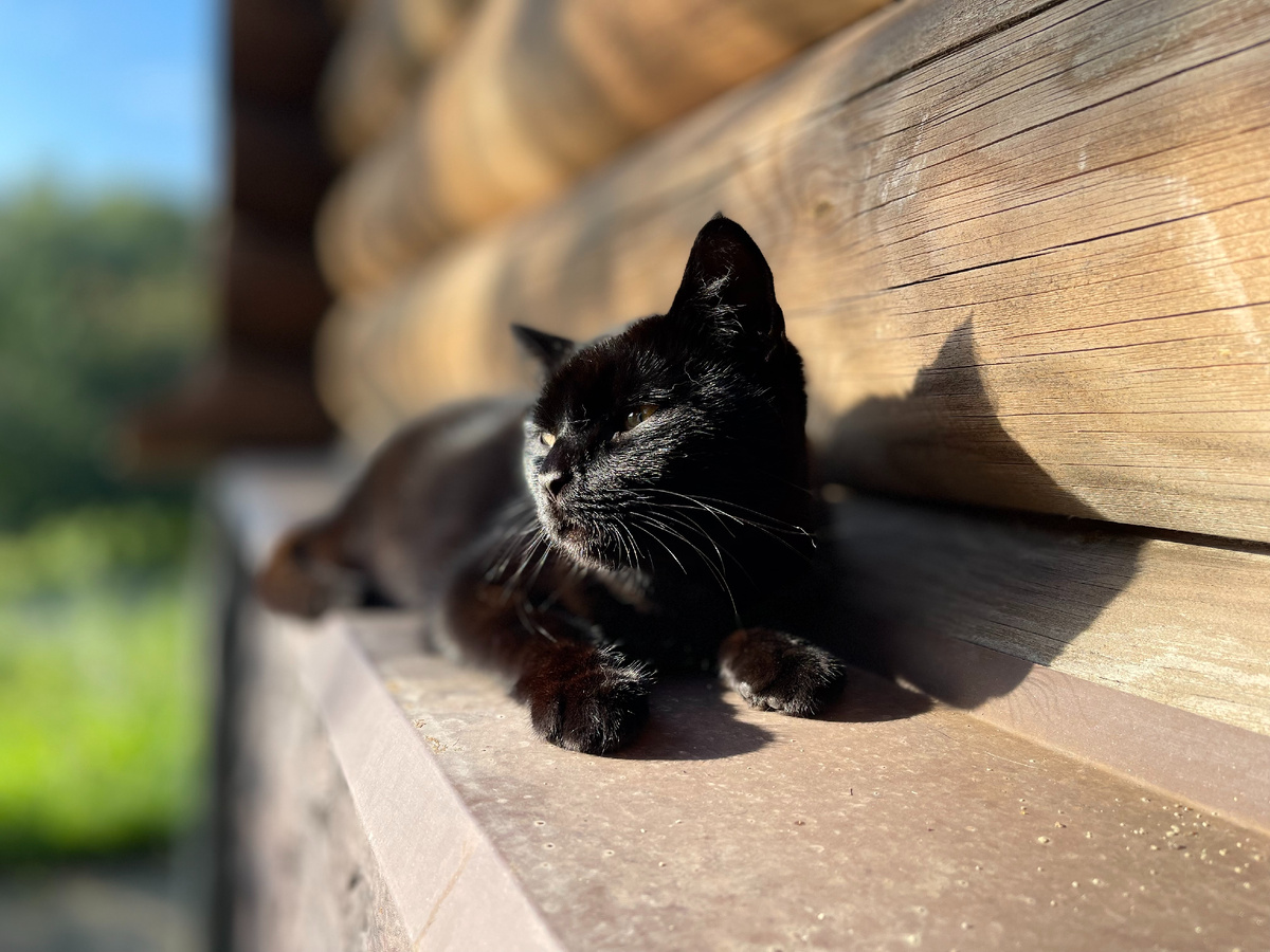 Маленькая пантерка, так мы её называем. Шустрая и быстрая.