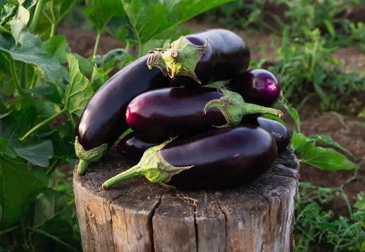 В марте: 3 главных каприза баклажанов, которые нельзя игнорировать