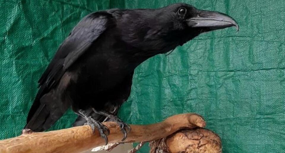    личный архив Алексея Михайлова