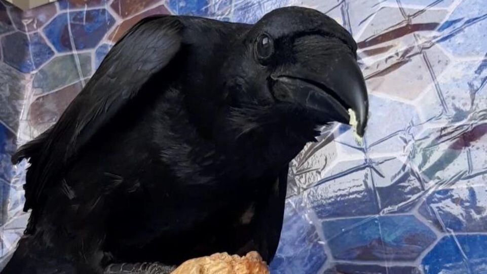    личный архив Алексея Михайлова