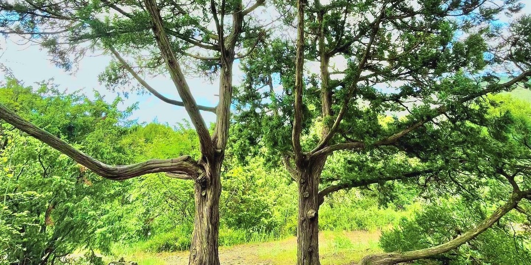 Заповедник Утриш: где можно посмотреть средиземноморскую природу в России