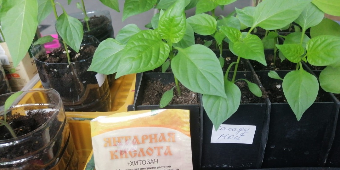 Подкормка рассады в домашних условиях. 7 средств и точные пропорции