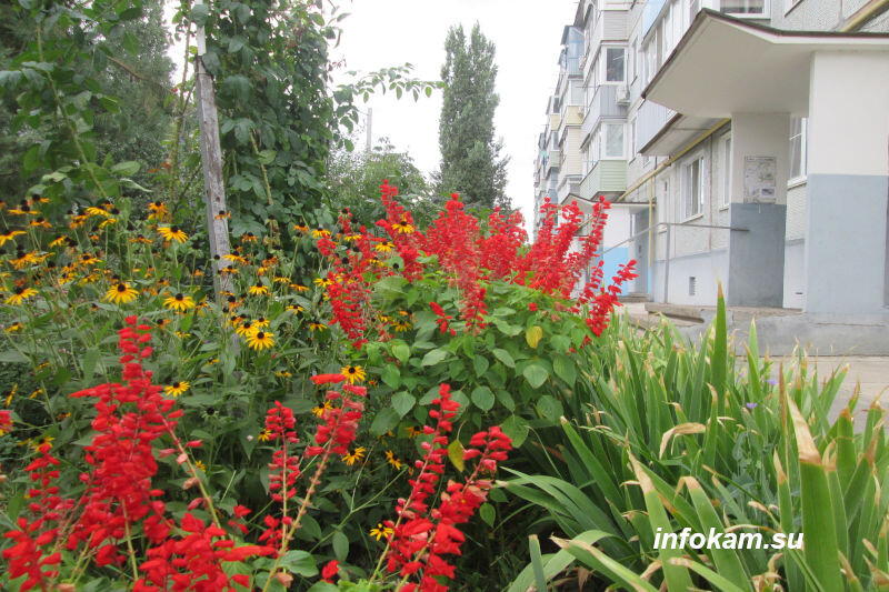    Цветочное украшение перед пятиэтажкой в Камышине