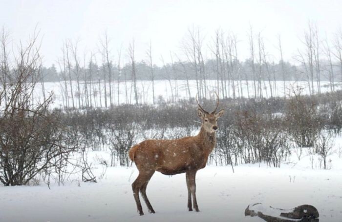 Иллюстрация: Минприроды