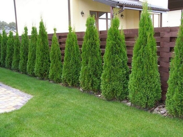 Фото с сайта: https://ru.pinterest.com/pin/670191988319379275/
