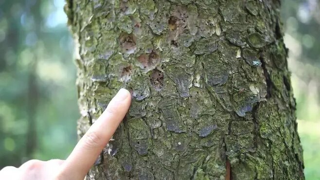 Фото: медиасток.рф