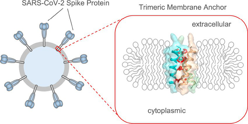 Рисунок 1. Трансмембранный домен — фрагмент шиповидного белка коронавируса — состоит из трех молекул, образующих единый большой комплекс, при этом в мембрану вируса погружена лишь маленькая его часть.Источник: A Trimeric Hydrophobic Zipper Mediates the Intramembrane Assembly of SARS-CoV-2 Spike, Qingshan Fu and James J. Chou, Journal of the American Chemical Society, https://doi.org/10.1021/jacs.1c02394