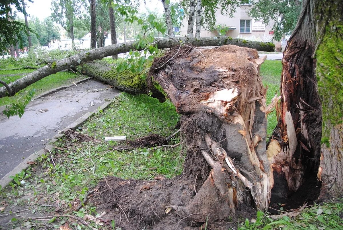    Последствия шторма в Алтайском крае оценили в 13 млн рублей