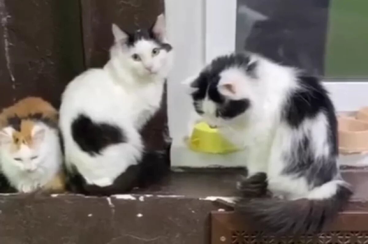    Приюту для кошек в Перми требуются вещи из-за переезда на новое место